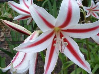Crinum Lily, Scabrum Fireworks, large, blooming size bulb