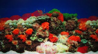 Aquarium Background Decoration ornament 36 x 19 Red Coral reef
