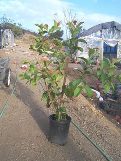 15 Gallon Tropical Maui Pink Guava Tree About 6ft Tall