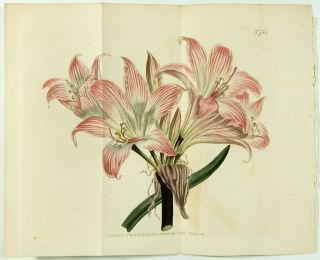 1804 Antique *LARGE* CURTIS Botanical Print 733 ~ BELLADONNA LILY