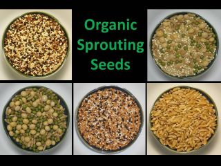 Organic Sprouting Sprout Seed Mixes by The Ounce
