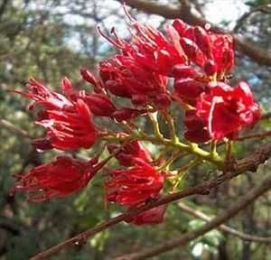 weeping boer bean schotia brachypetala 3 seeds schotia brachypetala is 