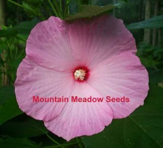 Southern Belle Hibiscus Seeds Pretty Red Pink Flowers