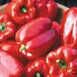 King of The North Sweet Red Bell Pepper 30 Seeds Tasty