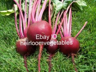 500 Detroit Dark Red Beets. HEIRLOOM. ***SAME DAY SHIPPING***