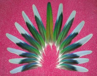 15 Bernards Parakeet Parrot Tail Feathers (Craft Fly Jewelery Hobby)