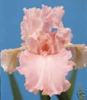 Iris Beverly Sills Pale Pink with White Flowers