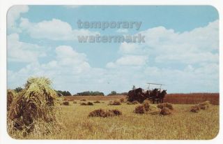 NORTHERN INDIANA AMISH FARM ~ WHEAT HARVEST with HORSE DRAWN CART 