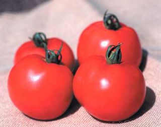 tomato better boy vfn seeds approx 25 seeds per package