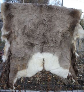 Big Horn Sheep back skin hide pelt ram taxidermy bighorn deer elk