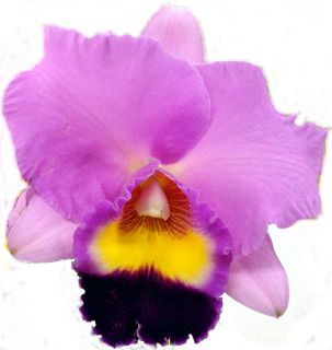 Pot Tokyo Bay Victory VERY BIG BUDDEDl cattleya orchid plant
