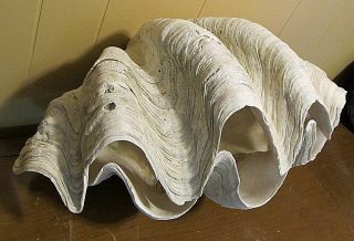    SHELL LARGE CLAM SHELL PAIR OF BIG CLAM SINK CLAM SHELL WHITE CLAM