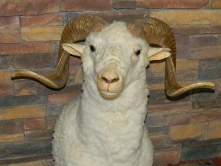 BIG HORN WHITE RAM SHEEP TAXIDERMY HEAD MOUNT DEER ANTLER BUCK HUNT 