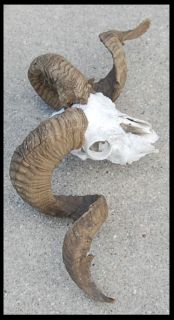 Taxidermy BIG HORN SHEEP Ram Goat Horn Antlers w Skull NICE CURL