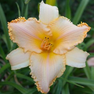 Blessed Art Thou DAYLILY DF Rebloomer