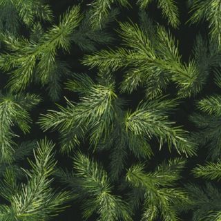 Beautiful Green Christmas Tree Branches Fabric on Black