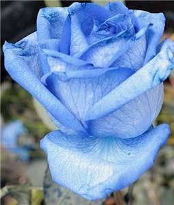 Blue Rose Seeds RARE China Long Stem Home Flower Garden House Plant 