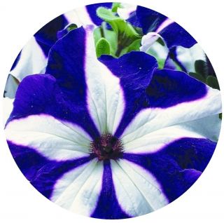 Petunia Ultra Blue Star 30 Commercial Quality Pelleted Seeds