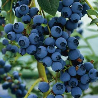 Highbush Blueberry Seeds High Yielding