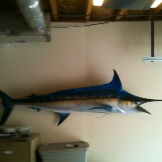  8'4" Blue Marlin 1 2 Mount No Replica