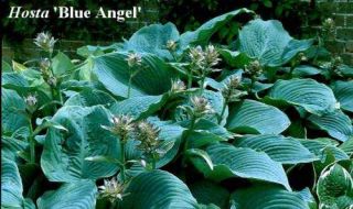 Hosta Blue Angel Large Blue Leaves Garden Plant