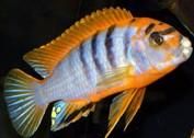 African Cichlids 1 5 Super Red Top Hongi Live Fish