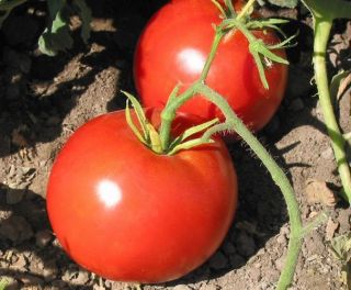Sweet~BOXCAR WILLIE~TOMATO~Seeds~~~~~Delicious