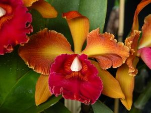 LC SJ Bracey Waiolani Hybrid Orchid Plant CAT159