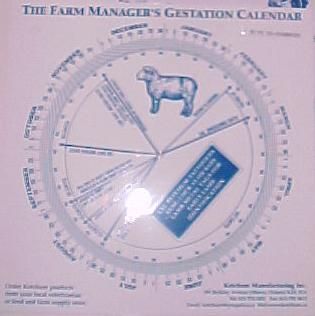 Sheep Gestation Calendar Calculate Birth Breeding
