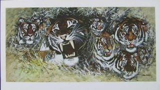 Bruce Matteson Bengal Tigers Signed A P Art Litho