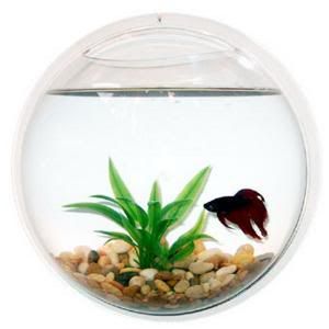 NEW! WALL MOUNTED FISH TANK - BETTA BUBBLE AQUARIUM - WITH PLANT, ROCKS AND  MORE