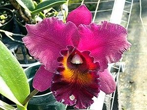 Cattleya Orchid Blc Lucky Strike AV Orchids 17 BULBS Fragrant