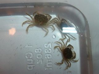 newly listed 10 freshwater dwarf mud crabs 