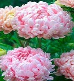 50 peony seeds duchess apricot aster flower seeds paeony time