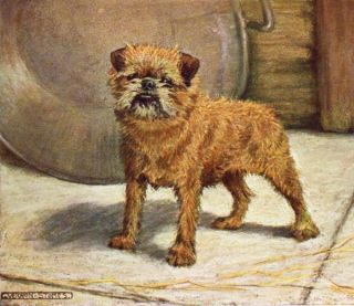 Antique Scarce Dog Print 1907 Named Brussels Griffon Dog