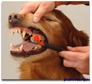 brushing your dog s teeth at least once a day specially as they get 