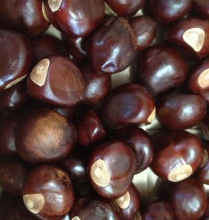 50 Fresh Buckeye Nuts