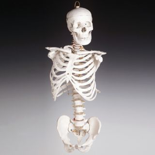 4th Quality Bucky Human Skeletal Torso with Skull Skeleton Halloween 