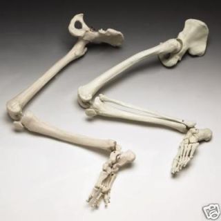 Bucky Skeleton Human Legs Life Size Halloween Prop New