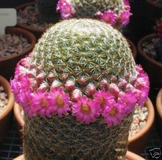   Exotic Pincushion cacti RARE Cactus Seedling Seed 1000 Seeds