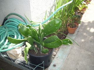 lbs of Cactus Pads Opuntia Nopal Food or to Plant Help