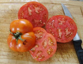 2013 Fresh ✽ 25 Heirloom Tomato Seeds ✽ Wisconsin 55 ✽ Organic 