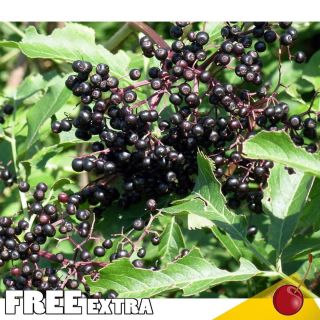 American Elderberry Sambucus canadensis 100 Extra Seeds Edible Useful 