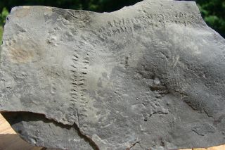 Cruziana / Paleozoic Trackways / Trilobite Tracks