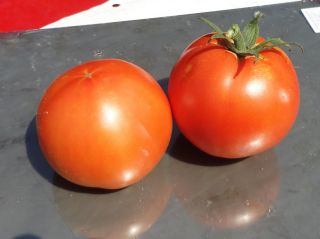 2013 Fresh ✽ 25 Heirloom Tomato Seeds ✽ Old Brooks ✽ Organic 