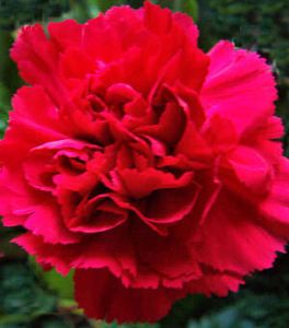 New 30 Scarlet Red Carnation Flower Seeds Perennial