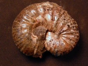   Scaphites Carlilensis Cretaceous Carlile Shale Kansas Ammonite