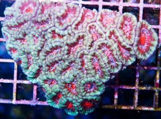 Aaf Le Live Coral Ultra Grade Rainbow Acan Colony Aussie Lord