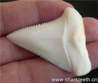 906Modern Great White Shark Tooth Teeth 7