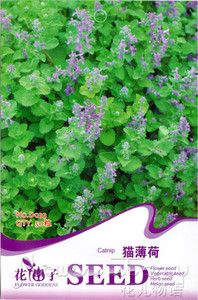 Pack 50 Rare Herb Seeds Catnip Mint Seed Oriental Healthy Medicinal 